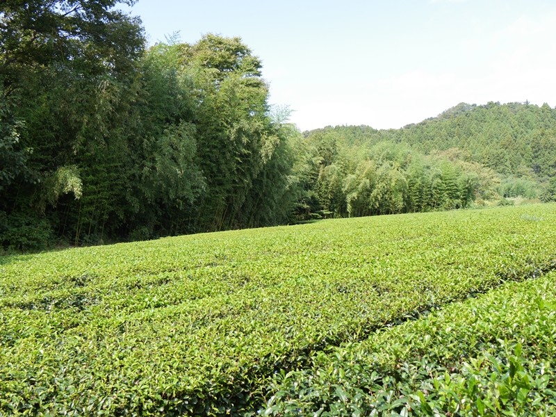 Sencha from Murakami, Yabukita cultivar 40ｇ～100g [SNC-121-001-100] -  USD8.00 : Thés du Japon